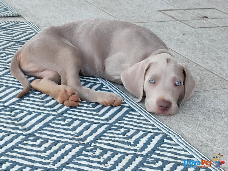 Disponibili Bellissimi Cuccioli Maschietti di Weimaraner - Foto n. 1