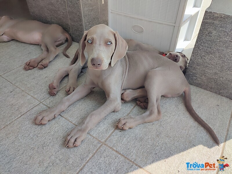 Disponibili Bellissimi Cuccioli Maschietti di Weimaraner - Foto n. 3