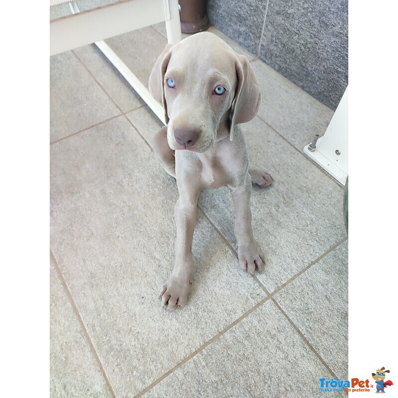 Disponibili Bellissimi Cuccioli Maschietti di Weimaraner - Foto n. 4