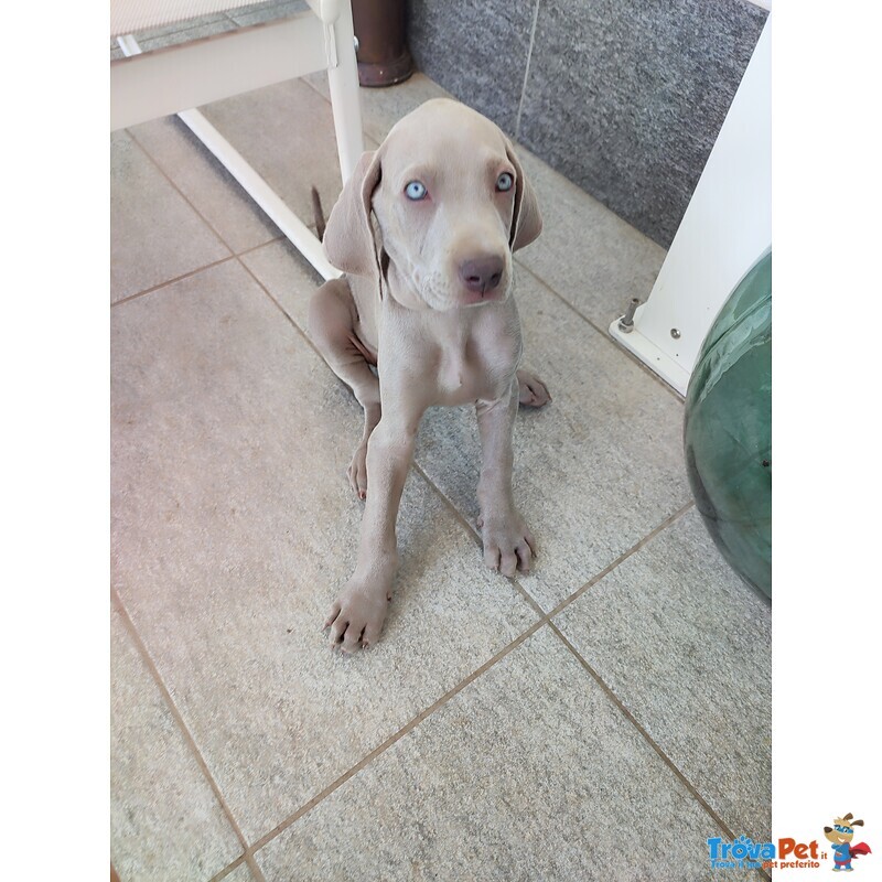 Disponibili Bellissimi Cuccioli Maschietti di Weimaraner - Foto n. 6