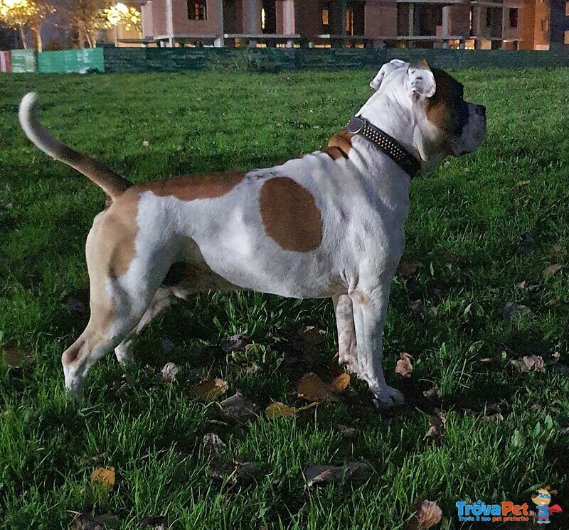 Amstaff Maschio Dickies - de paco per Accoppiamento - Foto n. 1