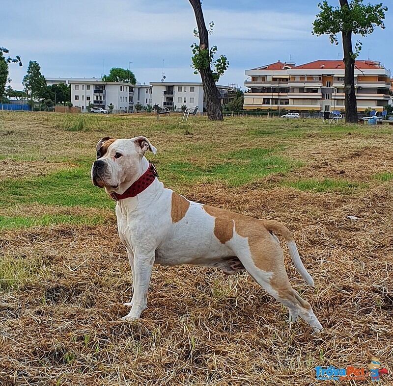 Amstaff Maschio Dickies - de paco per Accoppiamento - Foto n. 2