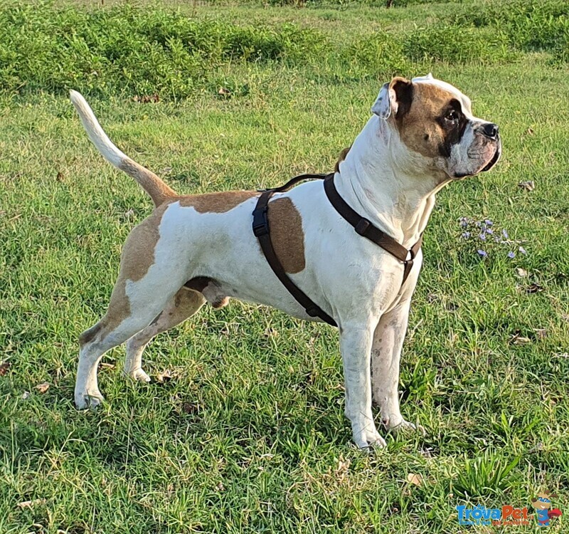 Amstaff Maschio Dickies - de paco per Accoppiamento - Foto n. 3