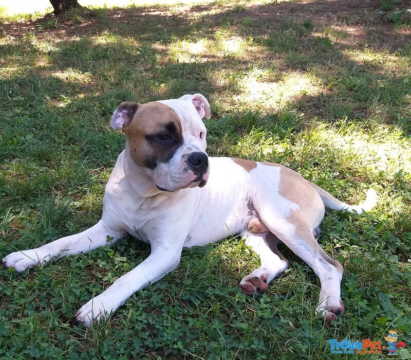 Amstaff Maschio Dickies - de paco per Accoppiamento - Foto n. 4