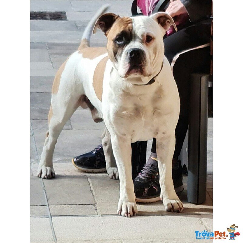 Amstaff Maschio Dickies - de paco per Accoppiamento - Foto n. 6