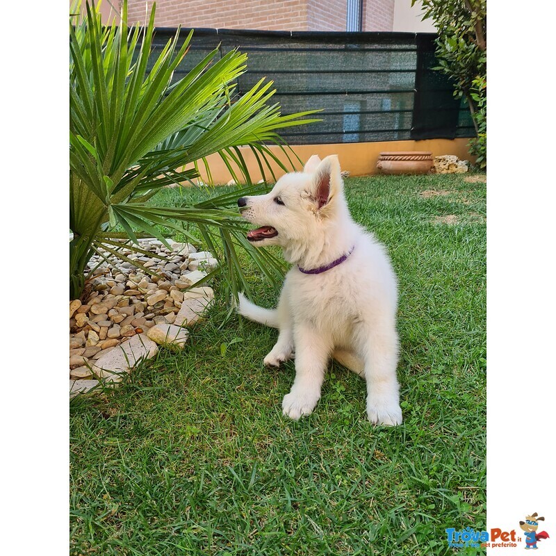 Pastore Svizzero Bianco - Cucciolo Femmina - Foto n. 1