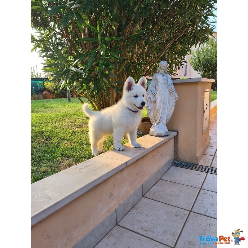 Pastore Svizzero Bianco - Cucciolo Femmina - Foto n. 2