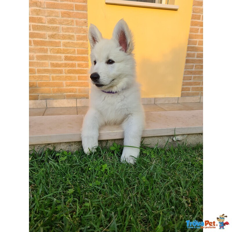 Pastore Svizzero Bianco - Cucciolo Femmina - Foto n. 3