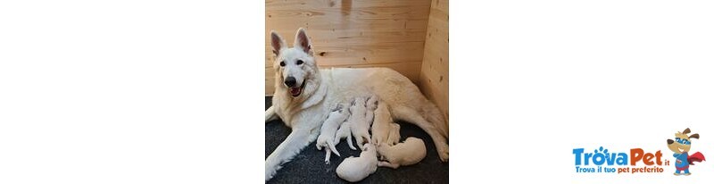 Pastore Svizzero Bianco - Cucciolo Femmina - Foto n. 4