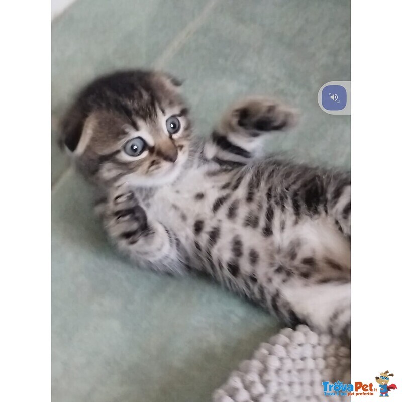 Cucciolo di Scottish fold in Cerca di una Nuova Casa - Foto n. 1