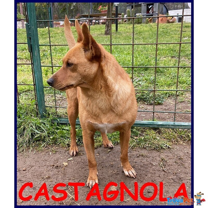 Castagnola Simil Pinscherina 2 anni 10 Kg - Foto n. 1