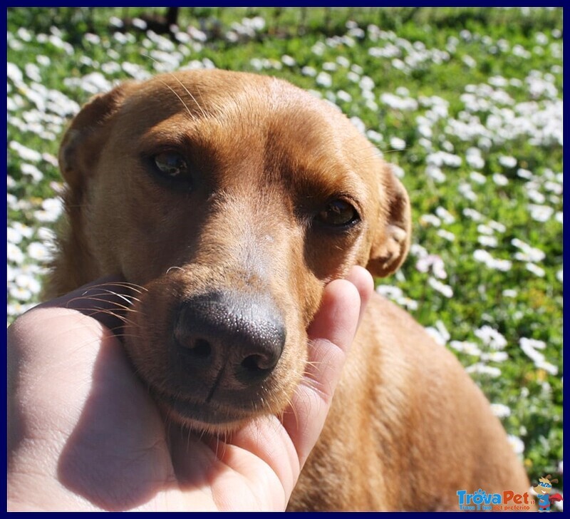 Castagnola Simil Pinscherina 2 anni 10 Kg - Foto n. 3