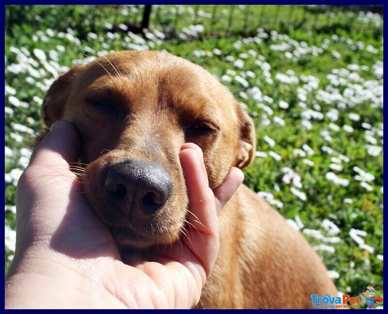 Castagnola Simil Pinscherina 2 anni 10 Kg - Foto n. 4