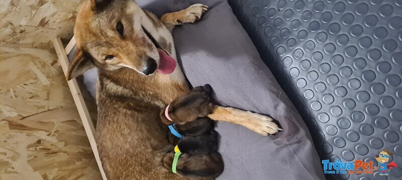 Cuccioli di Shikoku - Maschi e Femmine - Foto n. 2