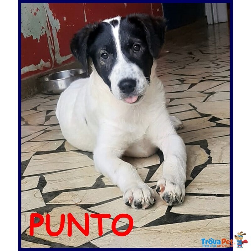 Punto Cucciolo 4 mesi Trovato per Strada - Foto n. 1