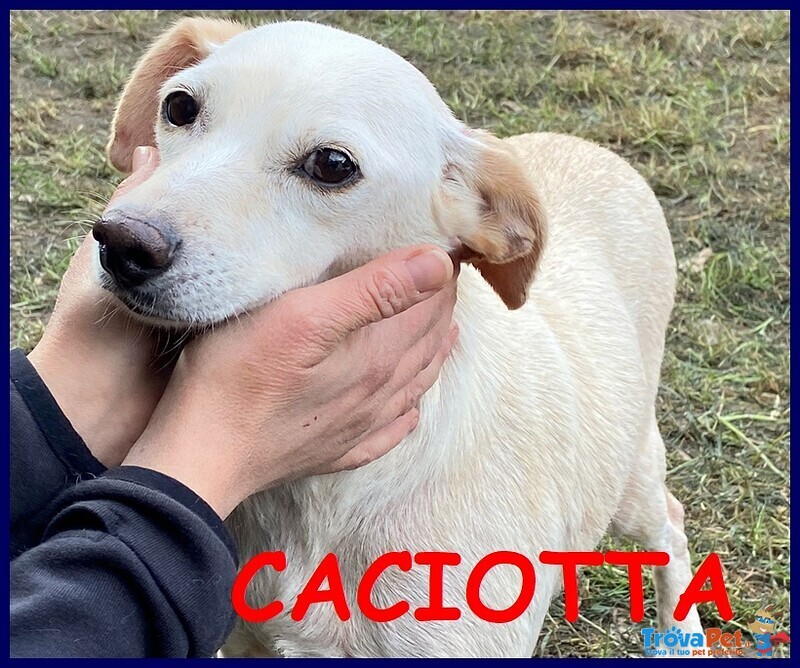 Caciotta 2 anni 10 kg Recuperata con Tutti i suoi Cuccioli - Foto n. 1