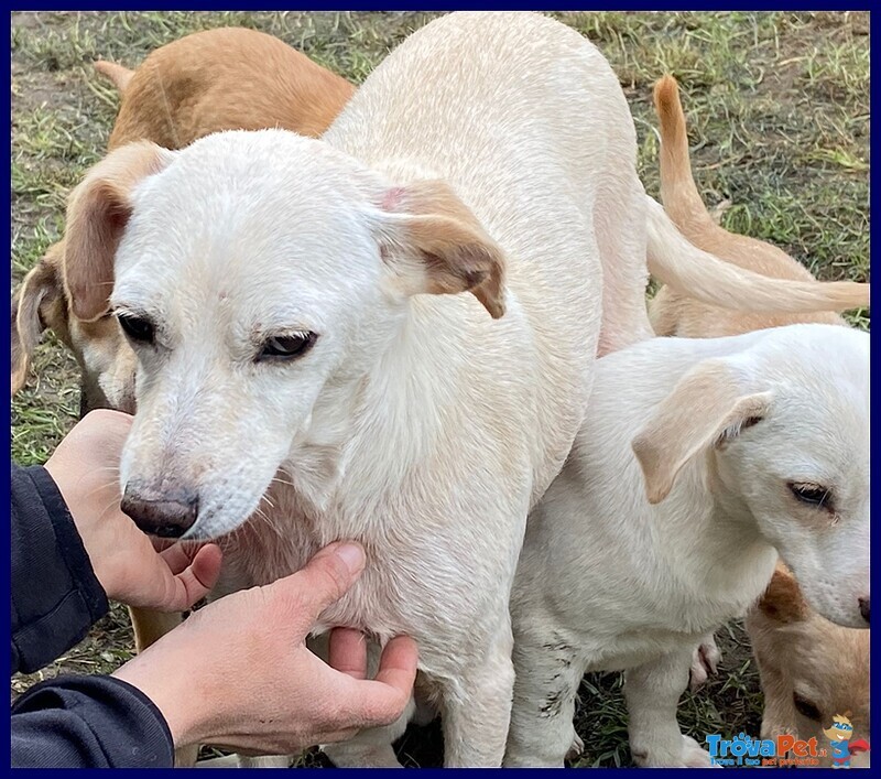 Caciotta 2 anni 10 kg Recuperata con Tutti i suoi Cuccioli - Foto n. 3