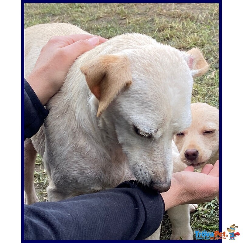 Caciotta 2 anni 10 kg Recuperata con Tutti i suoi Cuccioli - Foto n. 4