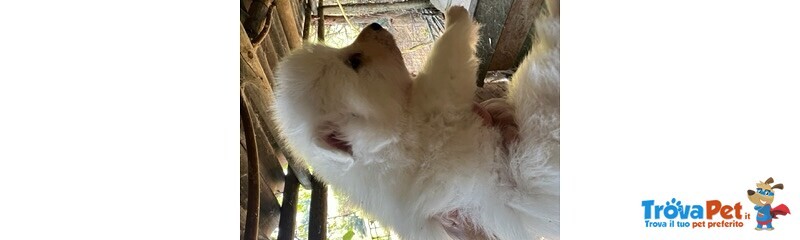 Splendida Cucciolata di Volpini Italiani Figli di Campione Pluripremiato Dario - Foto n. 1