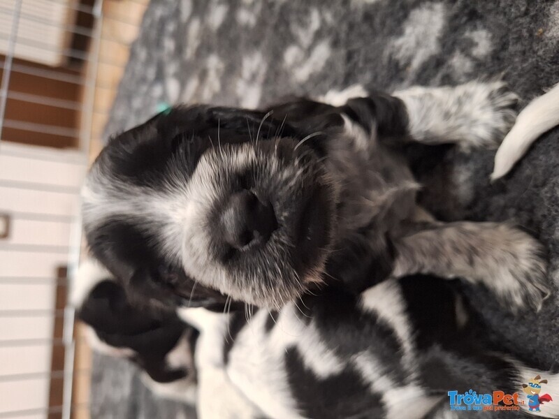 Cocker Spaniel Inglese Colore blu Roano - Foto n. 2