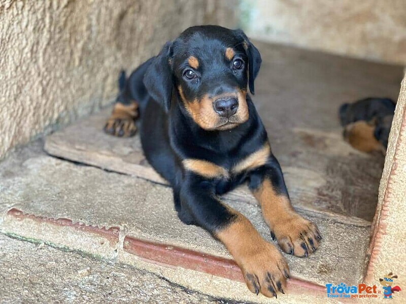 Cuccioli Dobermann a Rate - Foto n. 1