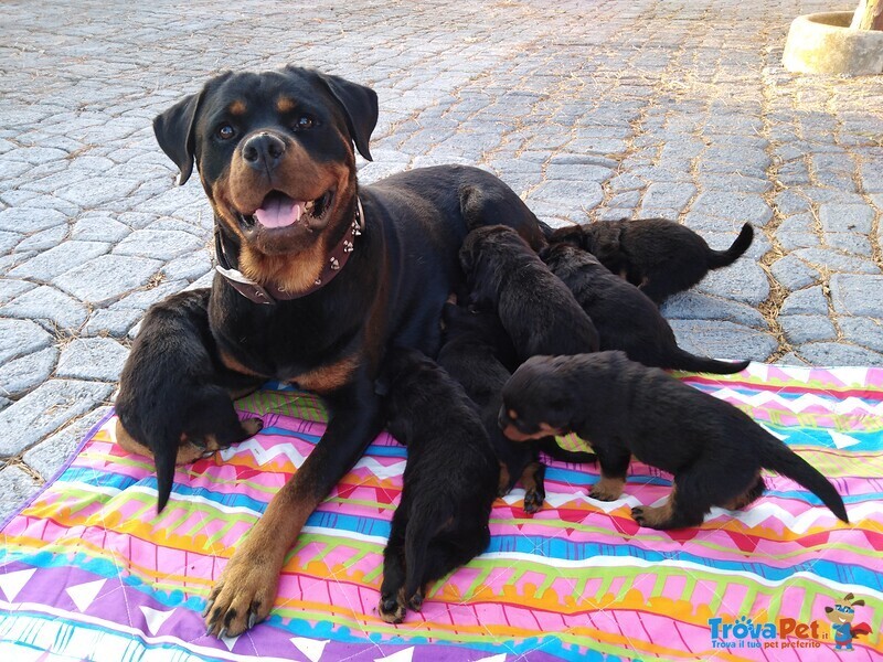 Rottweiler Cuccioli con Pedigree - Foto n. 2