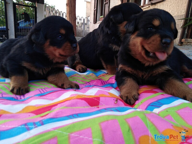 Rottweiler Cuccioli con Pedigree - Foto n. 3