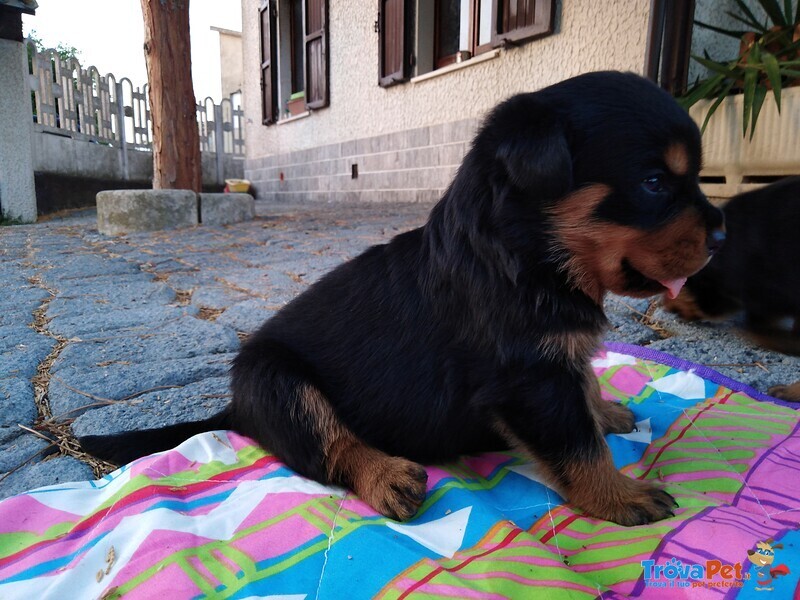 Rottweiler Cuccioli con Pedigree - Foto n. 4