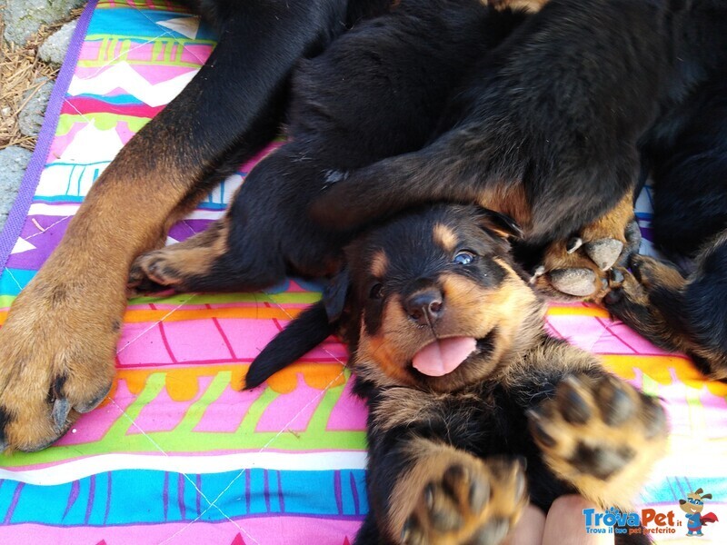 Rottweiler Cuccioli con Pedigree - Foto n. 5