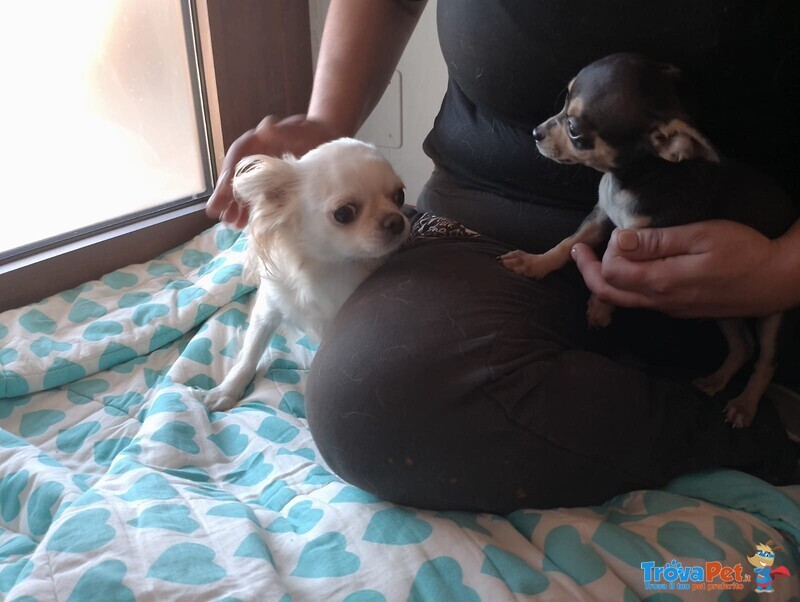 Cuccioli di Chihuahua a pelo Corto - Foto n. 2