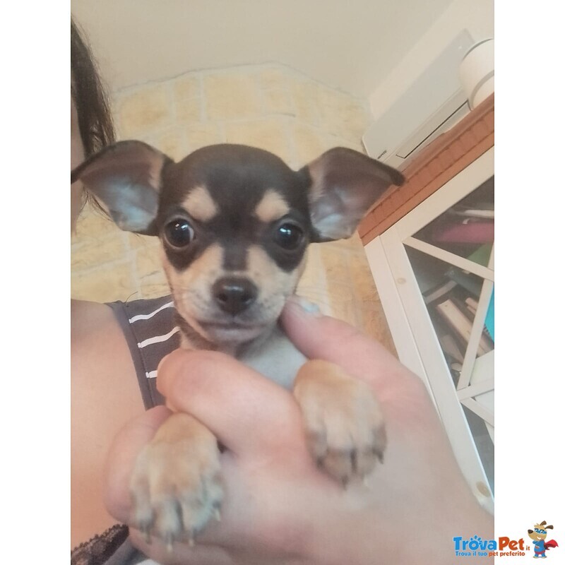 Cuccioli di Chihuahua a pelo Corto - Foto n. 3