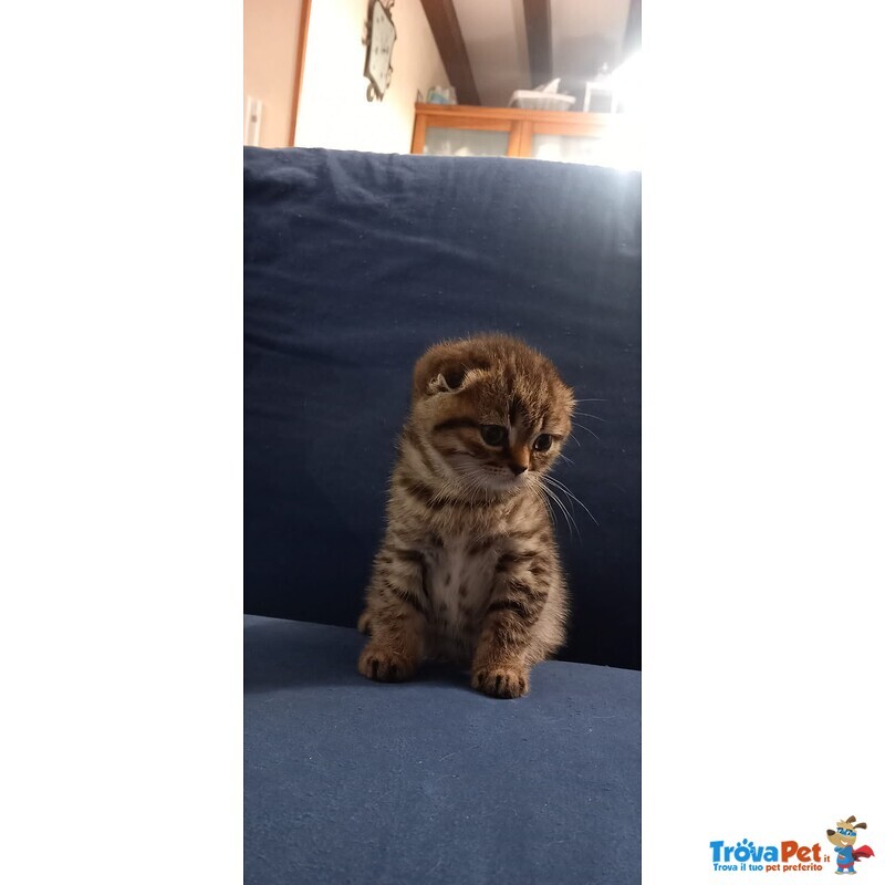 Scottish fold e Straight con Pedigree - Foto n. 1