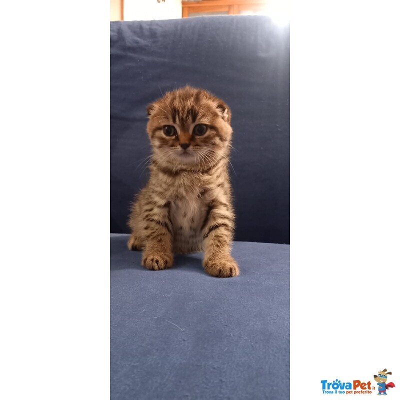 Scottish fold e Straight con Pedigree - Foto n. 2