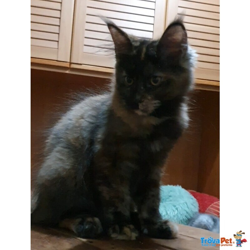 Gattina Ma8ne coon Black Tortie Smoke - Foto n. 4