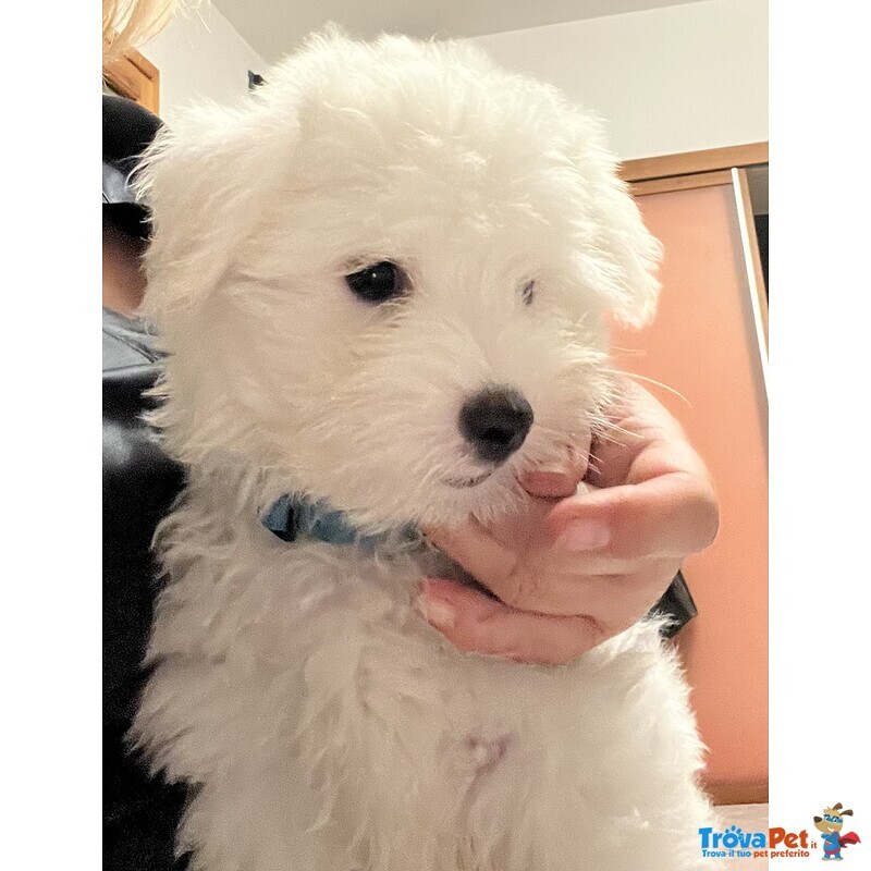 Cucciolotti di Coton de Tulear - Foto n. 1