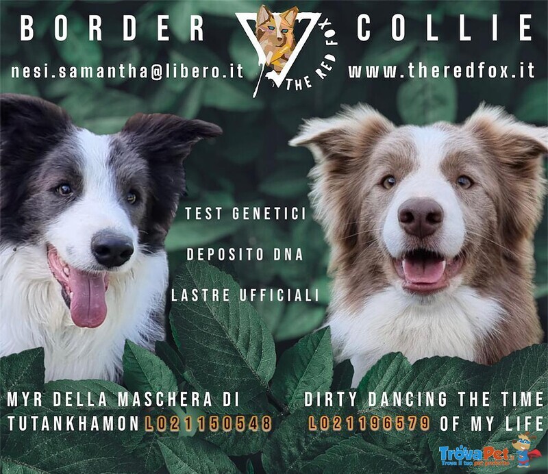 Cuccioli Border Collie - Foto n. 4