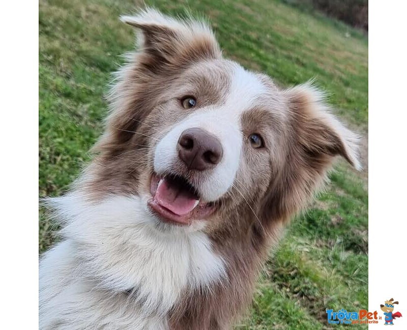 Cuccioli Border Collie - Foto n. 5