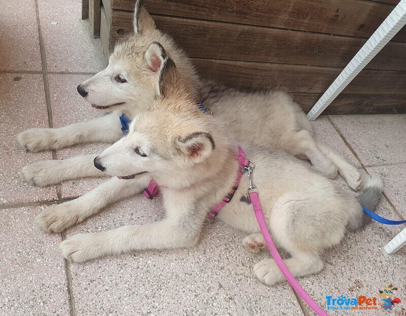 Alaskan Malamute Cuccioli - Foto n. 3