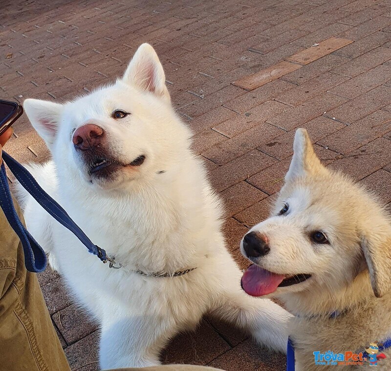 Alaskan Malamute Cuccioli - Foto n. 4