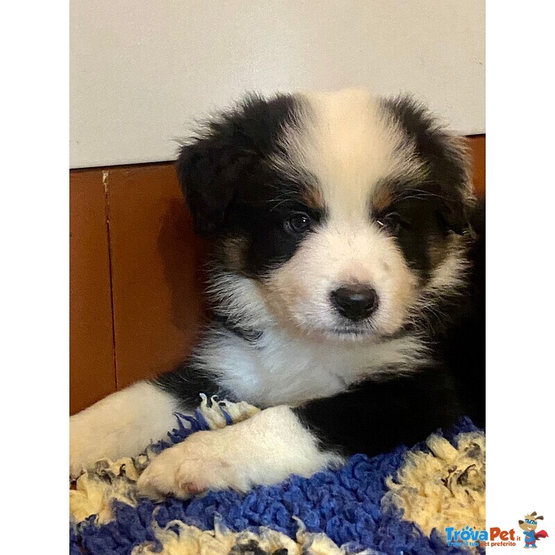 Cuccioli Border Collie Altissima Genealogia - Foto n. 2