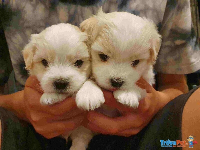 Bellissimi Batufoli Coton de Tulear con Pedigree - non è Maltese, ma era L'opzione più Simile.... - Foto n. 1