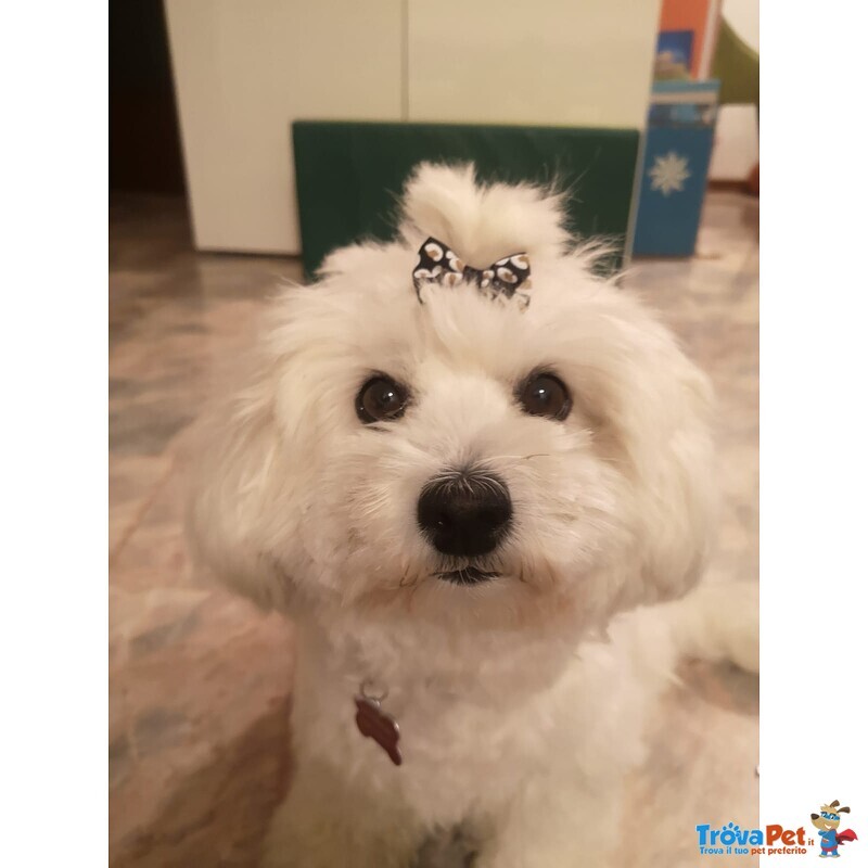 Bellissimi Batufoli Coton de Tulear con Pedigree - non è Maltese, ma era L'opzione più Simile.... - Foto n. 2