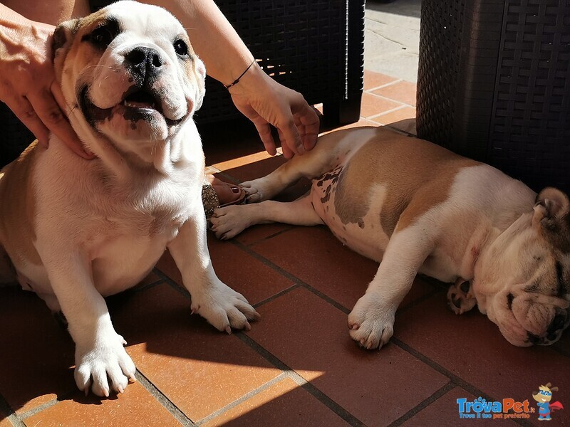 Ultimi due Cuccioli di Bulldog Inglese - Foto n. 2