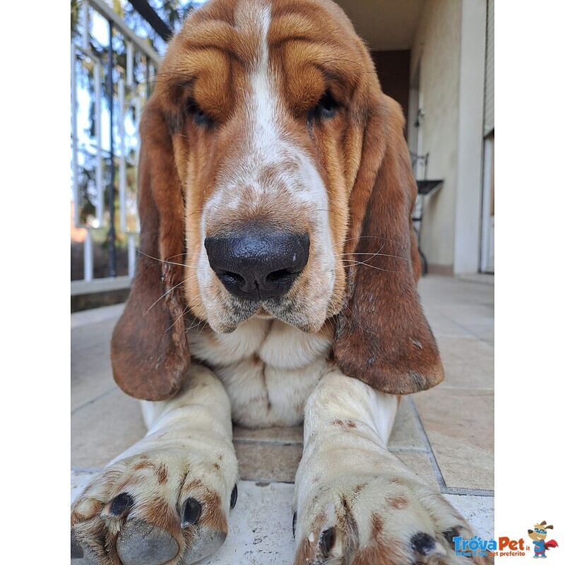 Bassethound Tricolore Maschio - Foto n. 1