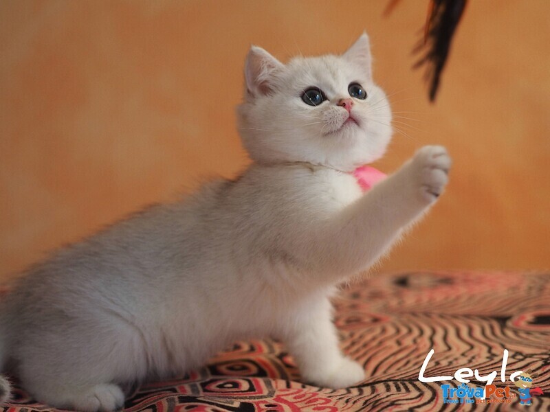 Cuccioli British Shorthair Golden e Silver - Foto n. 1