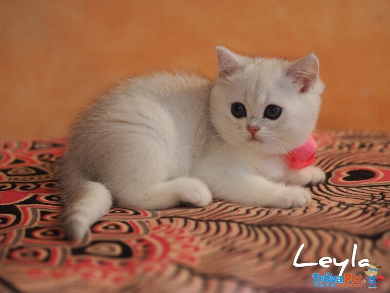 Cuccioli British Shorthair Golden e Silver - Foto n. 2