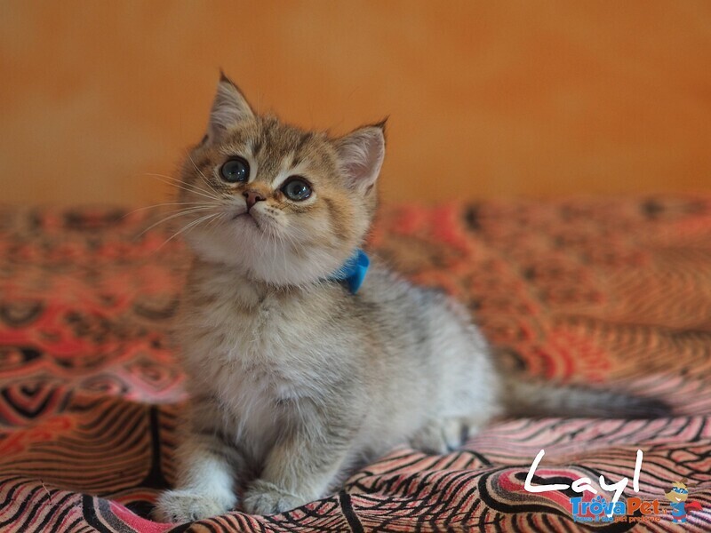 Cuccioli British Shorthair Golden e Silver - Foto n. 4