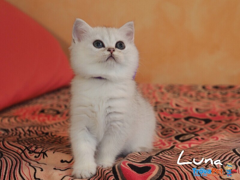 Cuccioli British Shorthair Golden e Silver - Foto n. 6