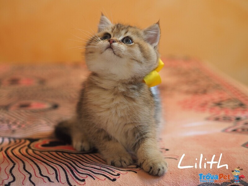 Cuccioli British Shorthair Golden e Silver - Foto n. 8