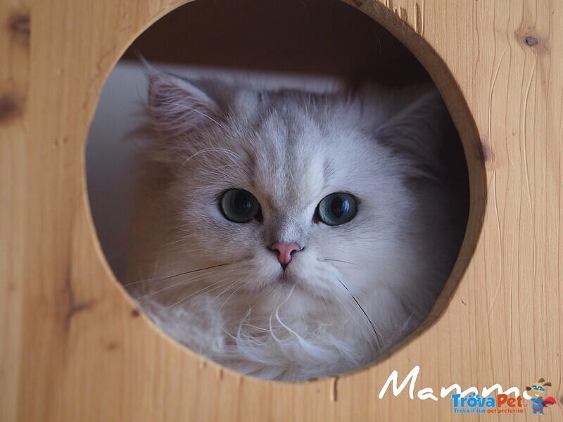 Cuccioli British Shorthair Golden e Silver - Foto n. 9